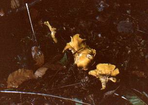 Chanterelle