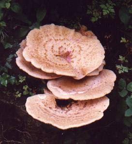 Dryad's Saddle