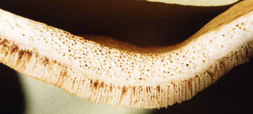 magot ridden Dryad's Saddle